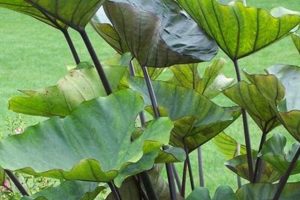 Grow the Giant! Coffee Cups Colocasia Care + Tips The Ultimate Coffee Guide: Types, Brewing Methods & Best Beans Grow the Giant! Coffee Cups Colocasia Care + Tips | The Ultimate Coffee Guide: Types, Brewing Methods & Best Beans