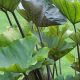 Grow the Giant! Coffee Cups Colocasia Care + Tips | The Ultimate Coffee Guide: Types, Brewing Methods & Best Beans