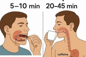 Guide: Chewing Coffee Beans? Benefits & Risks The Ultimate Coffee Guide: Types, Brewing Methods & Best Beans Guide: Chewing Coffee Beans? Benefits & Risks | The Ultimate Coffee Guide: Types, Brewing Methods & Best Beans