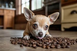 Help! Dog Ate Coffee Beans? Risks & Treatment Now | The Ultimate Coffee Guide: Types, Brewing Methods & Best Beans
