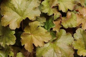 Reef Jewels: Coffee Bean Coral - Care & Beauty | The Ultimate Coffee Guide: Types, Brewing Methods & Best Beans