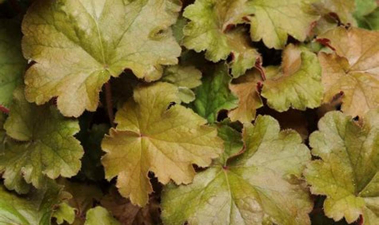 Reef Jewels: Coffee Bean Coral - Care & Beauty | The Ultimate Coffee Guide: Types, Brewing Methods & Best Beans