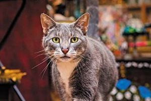 Purrfect Cat Coffee Table Books: Decor & More! | The Ultimate Coffee Guide: Types, Brewing Methods & Best Beans