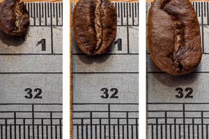 All About Coffee Bean Sizes: Dimensions Decoded | The Ultimate Coffee Guide: Types, Brewing Methods & Best Beans