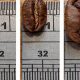 All About Coffee Bean Sizes: Dimensions Decoded | The Ultimate Coffee Guide: Types, Brewing Methods & Best Beans