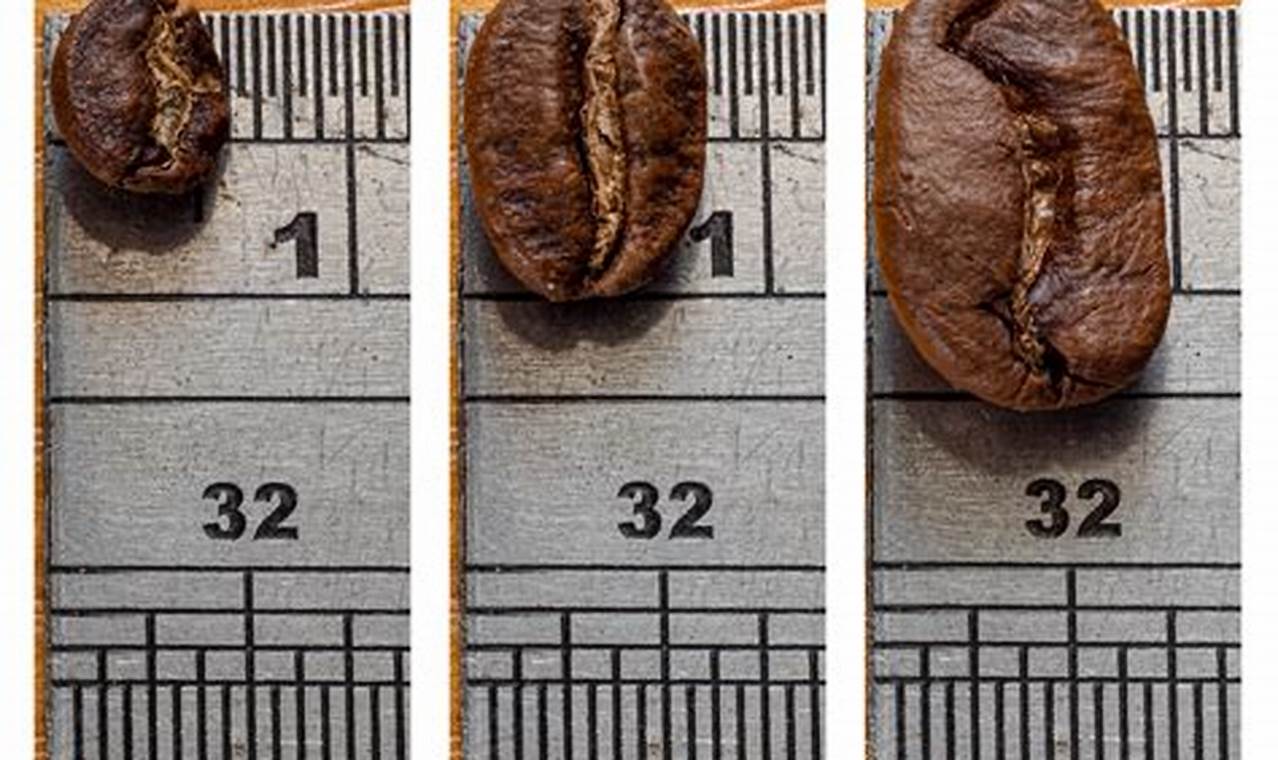 All About Coffee Bean Sizes: Dimensions Decoded | The Ultimate Coffee Guide: Types, Brewing Methods & Best Beans