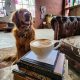 Best Dog Friendly Coffee Shop Near You + Tips! | The Ultimate Coffee Guide: Types, Brewing Methods & Best Beans